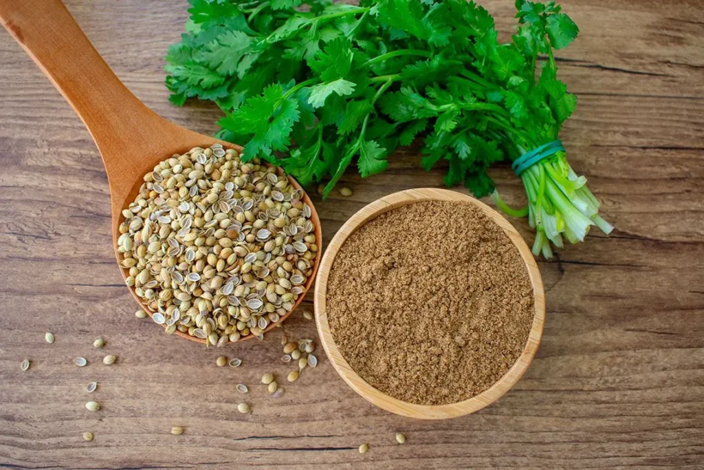 Dhania Coriander: Uses, Benefits, and Cultivation