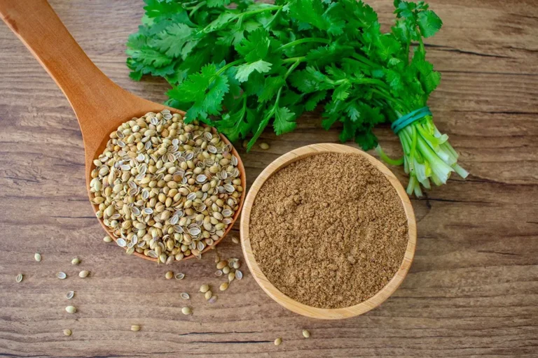 Dhania Coriander: Uses, Benefits, and Cultivation
