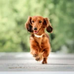 Gibbs Dachshund Fashion Show Stage Fright