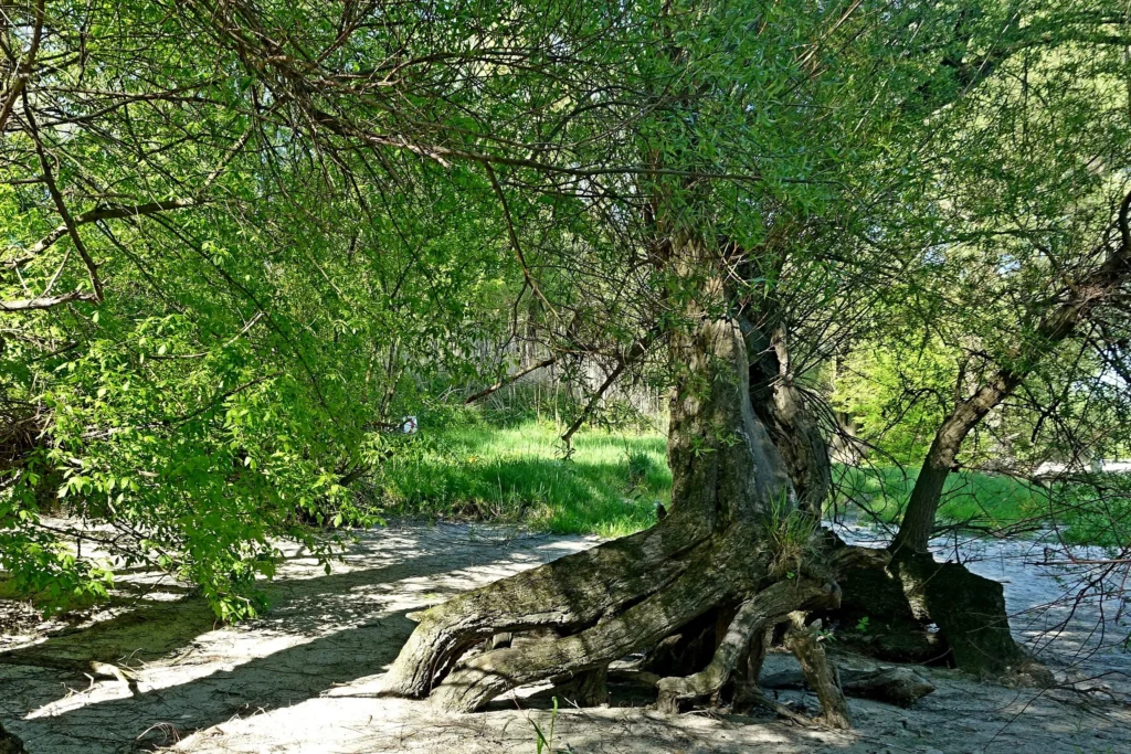 Milyom: Redefining the Meaning of Scale in the Digital Age