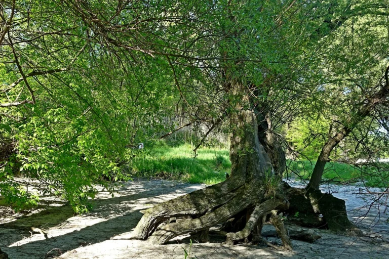 Milyom: Redefining the Meaning of Scale in the Digital Age