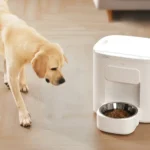 Ansiwee: Concept Meaning and Growing Relevance